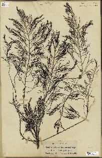 spécimen de Cystoseira foeniculacea