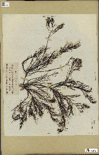 spécimen de Cystoseira foeniculacea