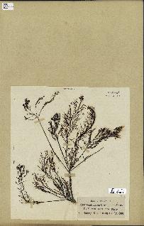 spécimen de Cystoseira foeniculacea