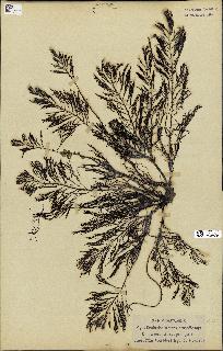 spécimen de Cystoseira foeniculacea