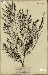 spécimen de Cystoseira foeniculacea