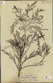 spécimen de Cystoseira foeniculacea