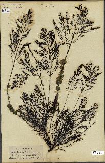 spécimen de Cystoseira foeniculacea