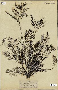 spécimen de Cystoseira foeniculacea