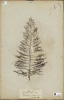 spécimen de Cystoseira foeniculacea