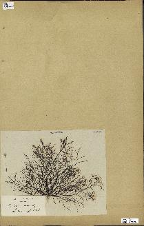 spécimen de Cystoseira foeniculacea