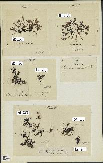 spécimen de Chondria crassicaulis