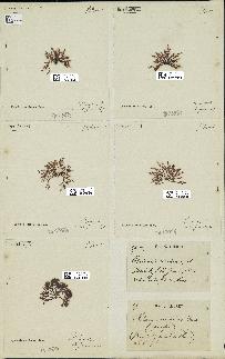 spécimen de Chondria coerulescens