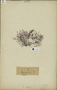 spécimen de Chondria coerulescens