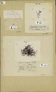 spécimen de Chondria coerulescens