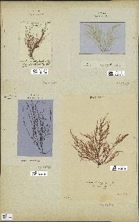 spécimen de Chondria dasyphylla