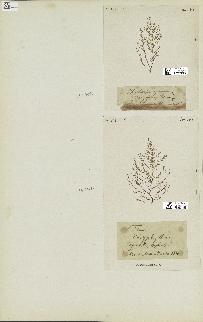 spécimen de Fucus dasyphyllus