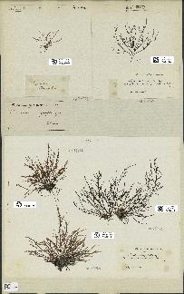 spécimen de Chondria dasyphylla