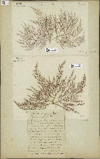 spécimen de Chondria dasyphylla