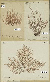 spécimen de Chondria dasyphylla