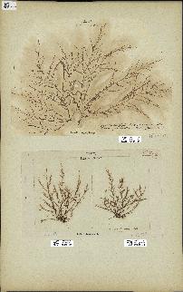 spécimen de Chondria dasyphylla