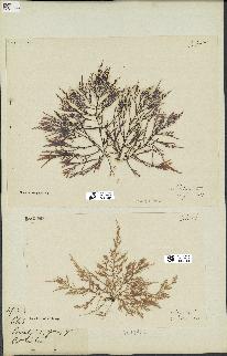 spécimen de Chondria dasyphylla