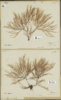 spécimen de Chondria dasyphylla
