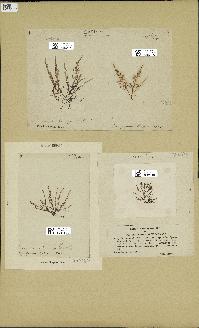 spécimen de Chondria boryana