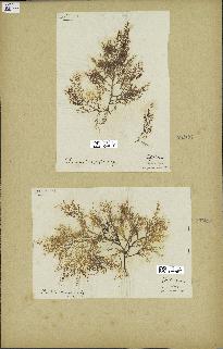 spécimen de Chondria dasyphylla