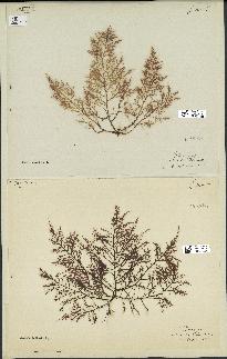 spécimen de Chondria dasyphylla