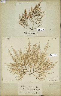 spécimen de Chondria dasyphylla