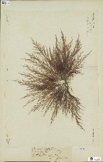 spécimen de Chondria dasyphylla