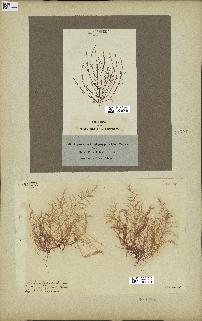 spécimen de Chondria dasyphylla