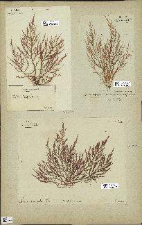 spécimen de Chondria dasyphylla