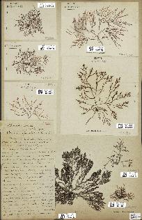 spécimen de Laurencia obtusa