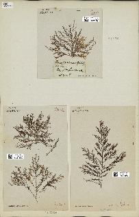 spécimen de Laurencia obtusa