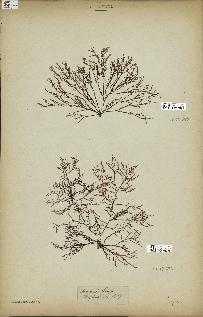 spécimen de Laurencia obtusa