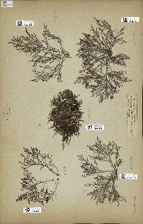 spécimen de Laurencia obtusa