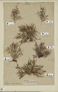 spécimen de Laurencia obtusa