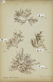 spécimen de Laurencia obtusa