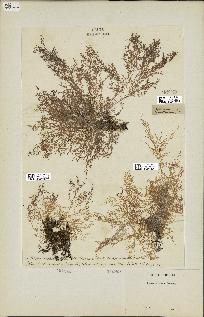 spécimen de Laurencia obtusa