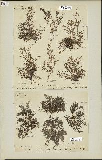 spécimen de Laurencia obtusa
