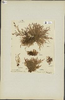 spécimen de Laurencia obtusa