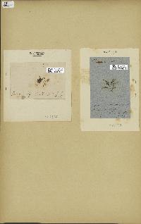spécimen de Laurencia obtusa