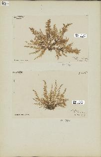 spécimen de Laurencia obtusa