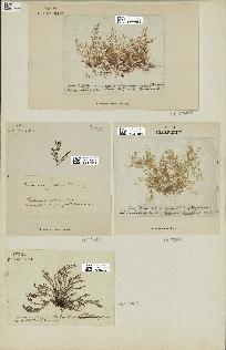 spécimen de Laurencia obtusa