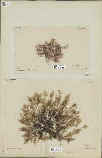 spécimen de Laurencia obtusa