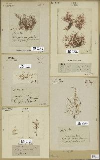 spécimen de Laurencia obtusa