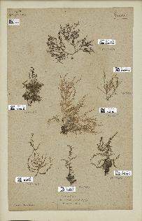 spécimen de Laurencia obtusa