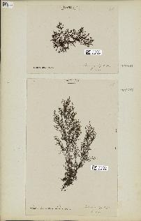 spécimen de Laurencia obtusa
