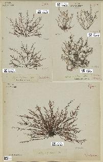 spécimen de Laurencia obtusa