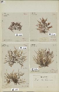 spécimen de Laurencia obtusa