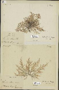 spécimen de Laurencia obtusa
