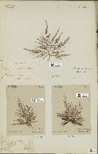 spécimen de Laurencia obtusa