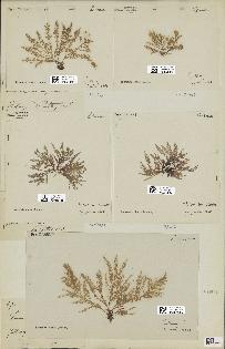 spécimen de Laurencia obtusa